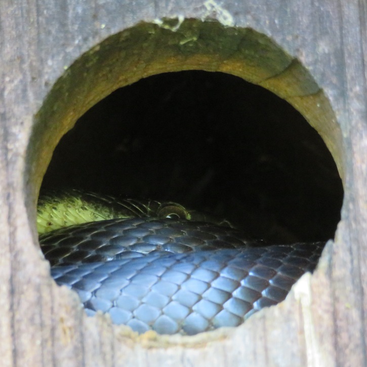 Close-up of what's inside the bird house...another black snake