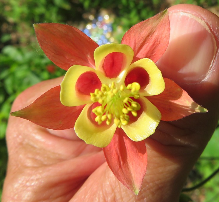 Orange and yellow columbine flower