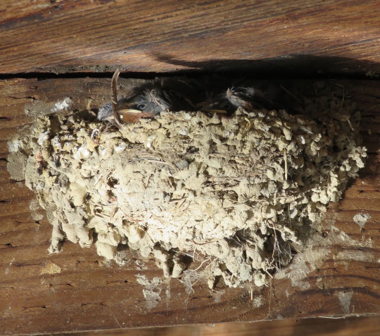 Baby barn swallow in nest