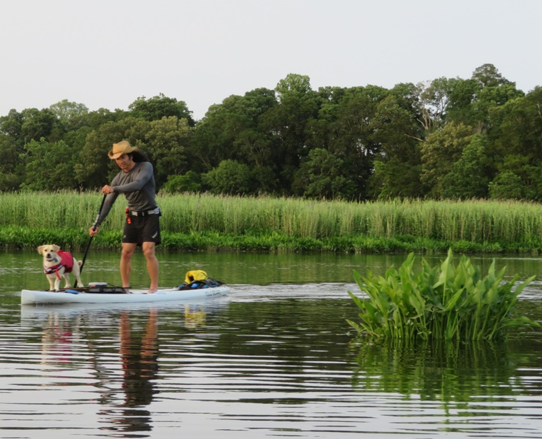 Daphne and I on SUP paddling past arrow arum