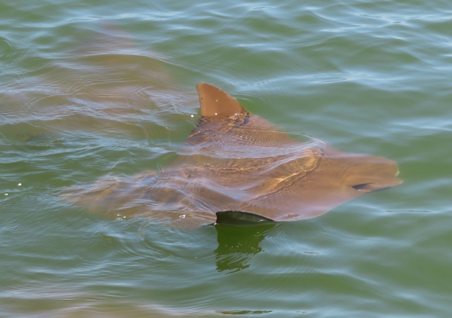 One ray, with both fins sticking out of the water