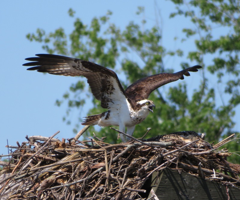 Osprey in nest with wings outstretched and juvenile laying low