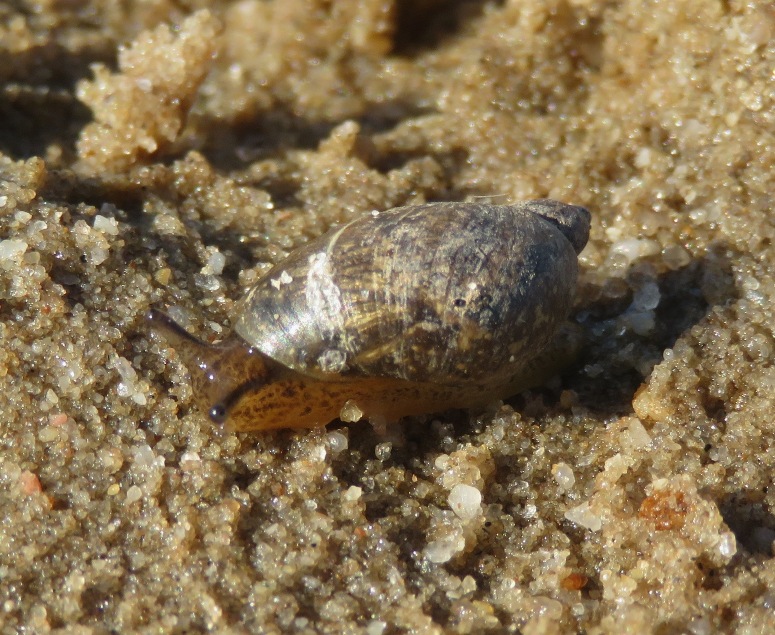 Mouse ear marsh snail