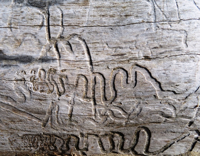 Old log with worm marks