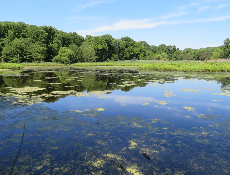 Algae-filled pond at North Point State Park