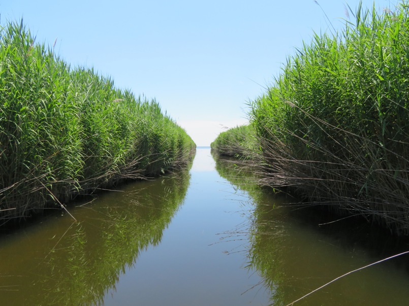 Narrow waterway lined by tall bay grasses