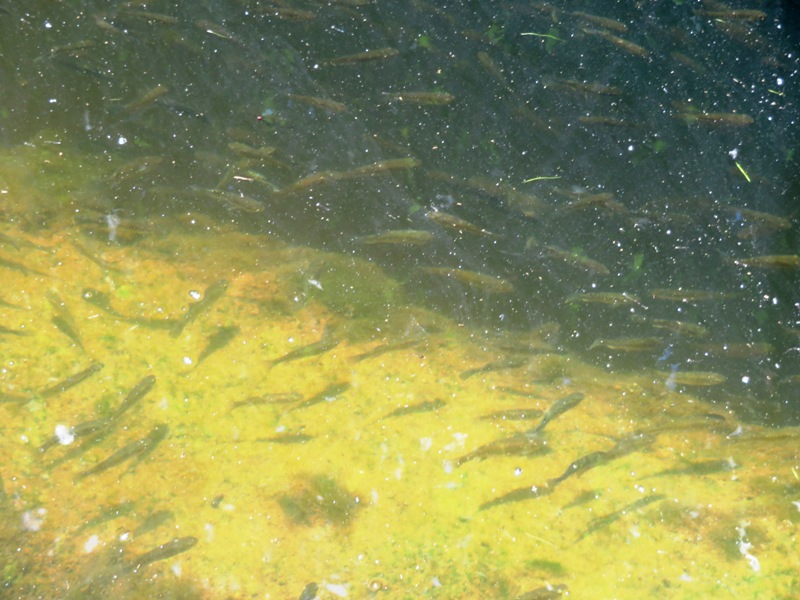 Lots of fish