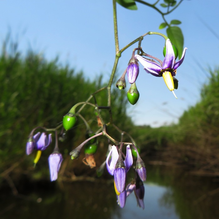 Bittersweet Nightshade flowers