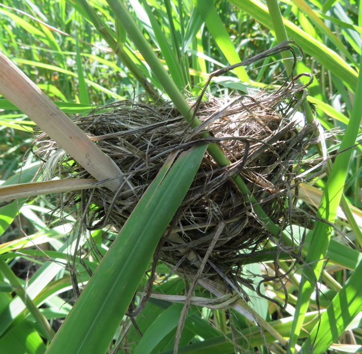 Bird's nest woven into the grasses