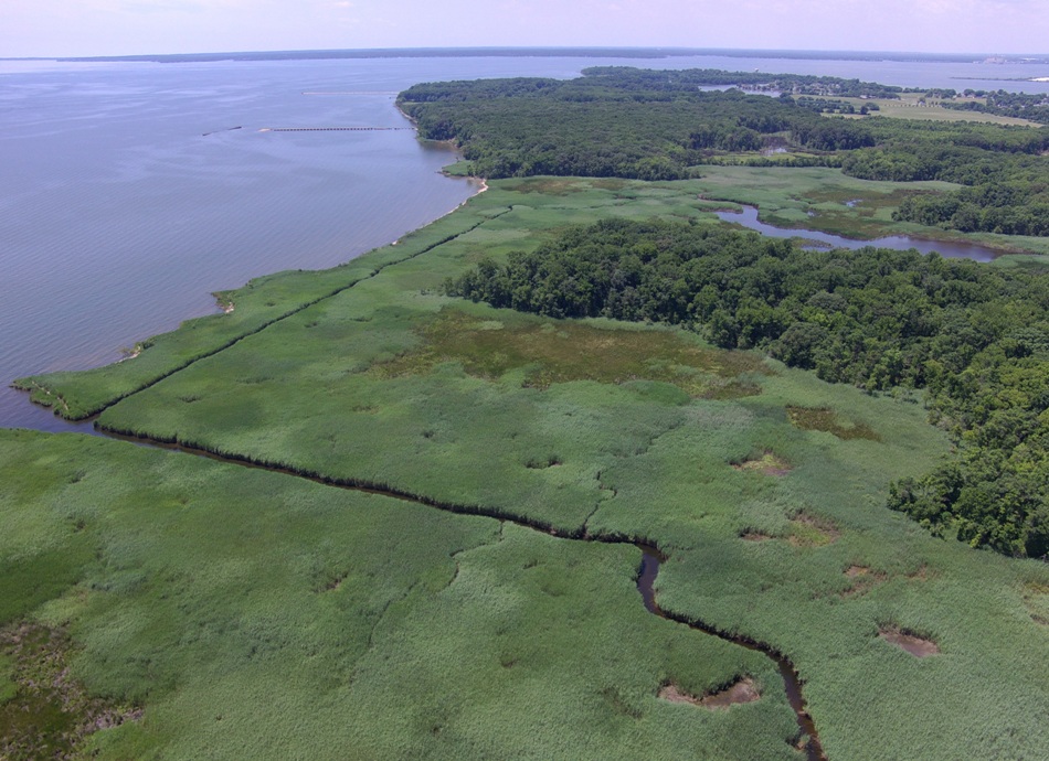 Black Marsh and Chesapeake Bay