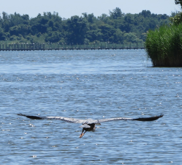 Rear view of great blue heron in flight