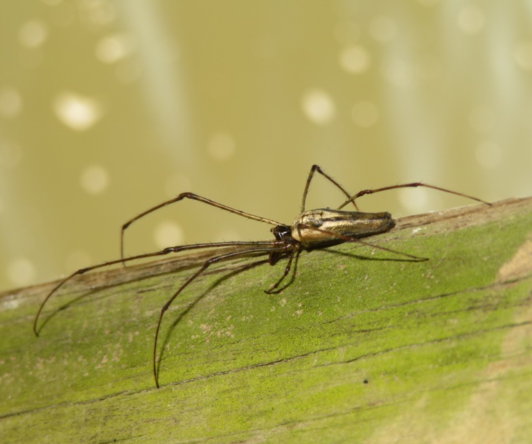 Spider on log