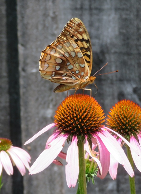 Great spangled fritillary perched on a coneflower