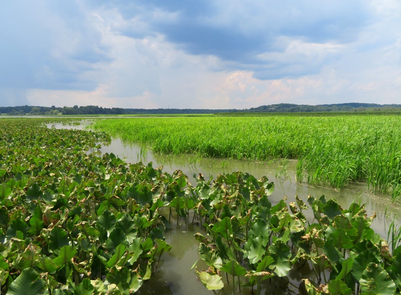 Bay grasses on the far side of the water and spatterdock on the near side with an approaching storm in the background