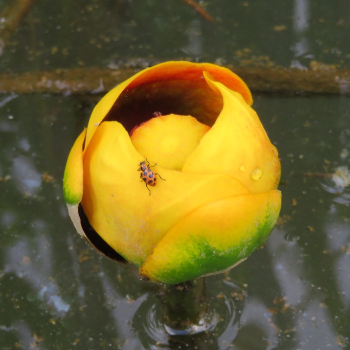 Yellow spatterdock flower with a bug on it