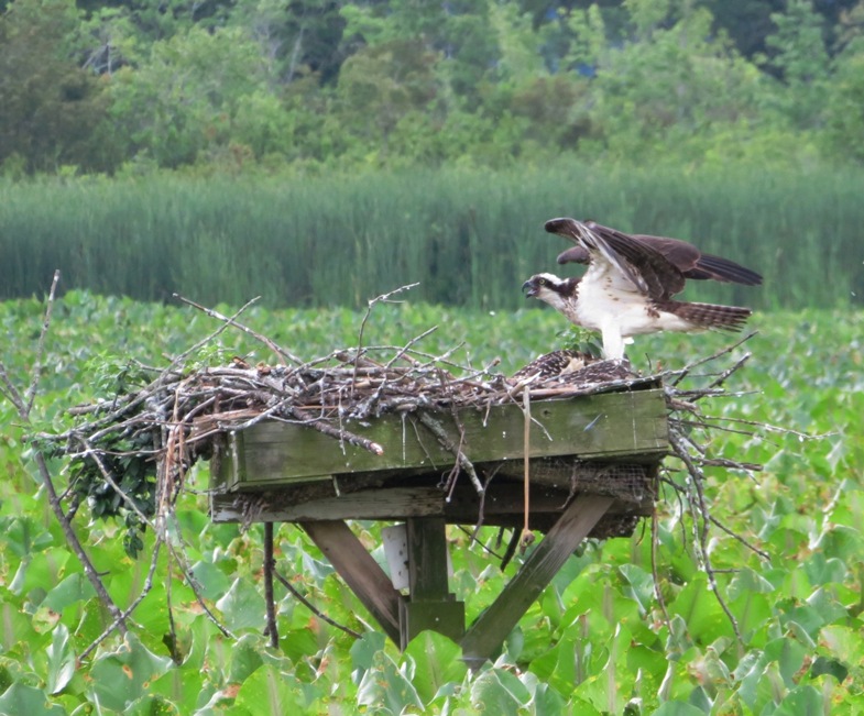 Ospreys on nesting platform