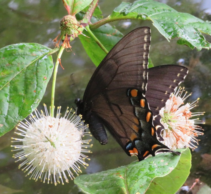 Pipevine swallowtail butterfly on buttonbush flower