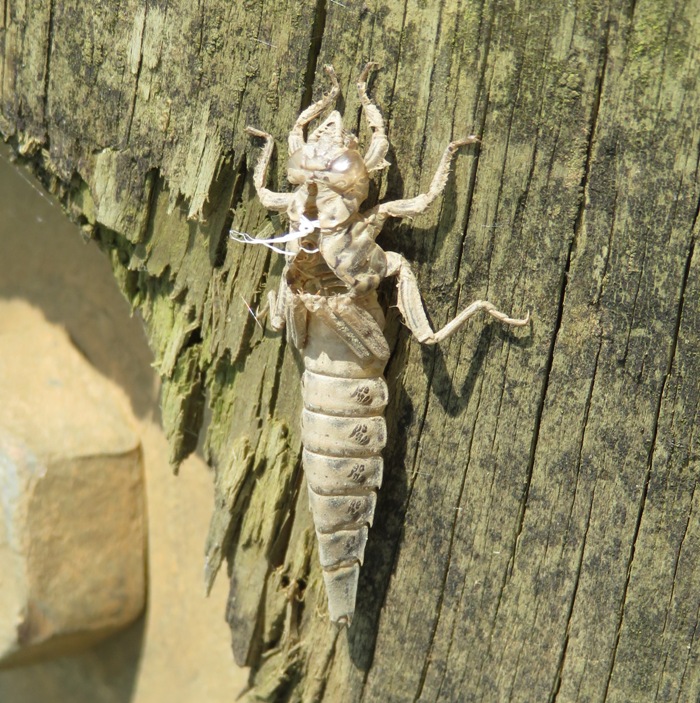 Exoskeleton of dragonfly nymph