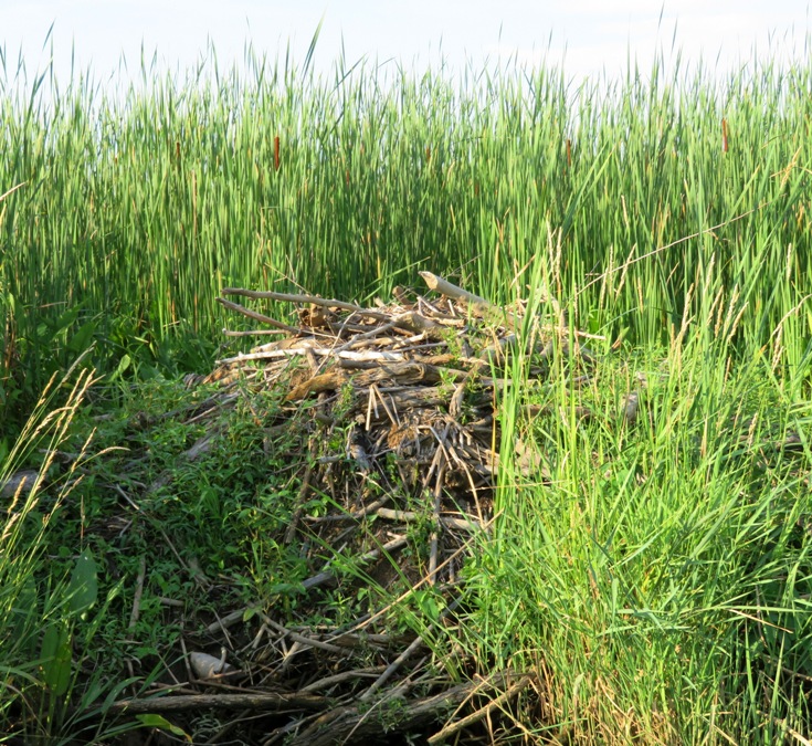 Beaver lodge in the grasses