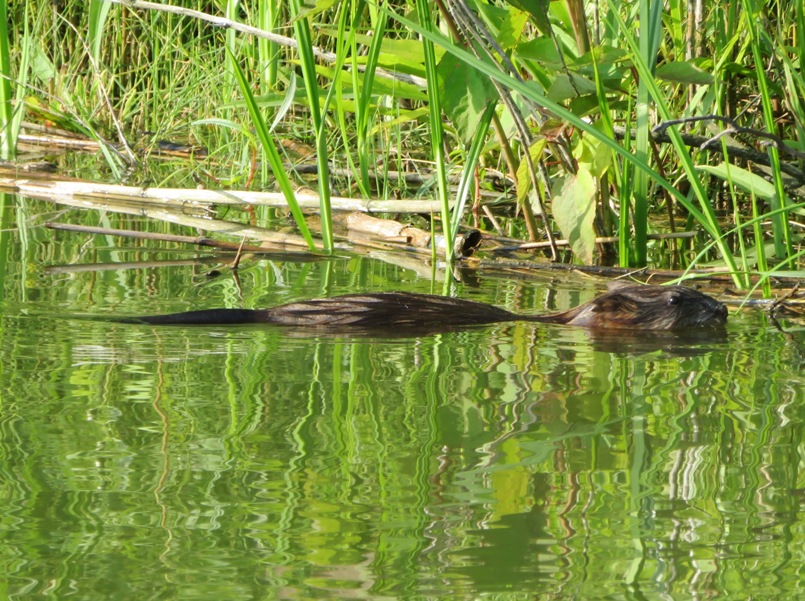 Starboard view of muskrat swimming