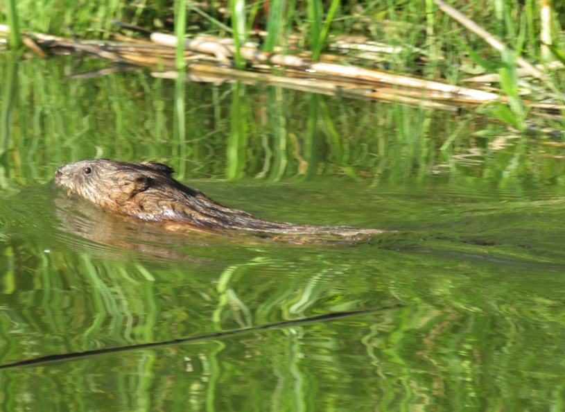Port view of muskrat swimming away