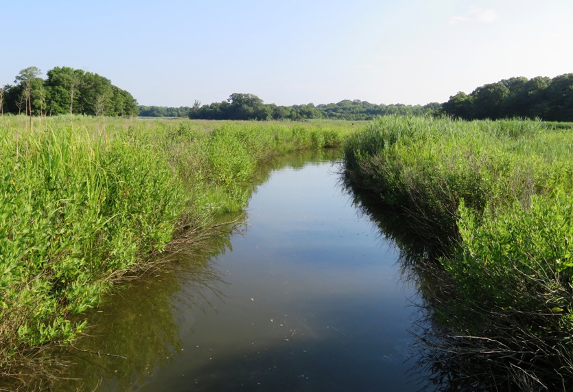 Narrow waterway lined with vegetation