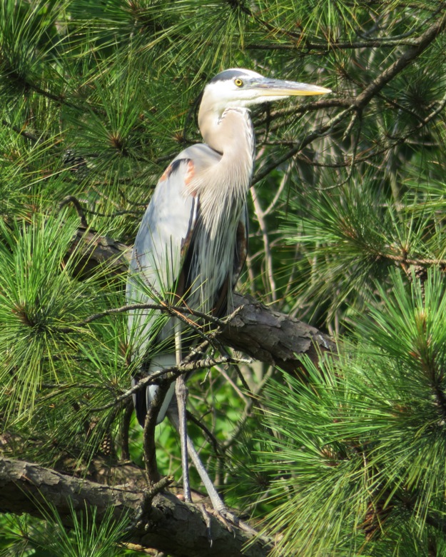 Great blue heron standing in tree