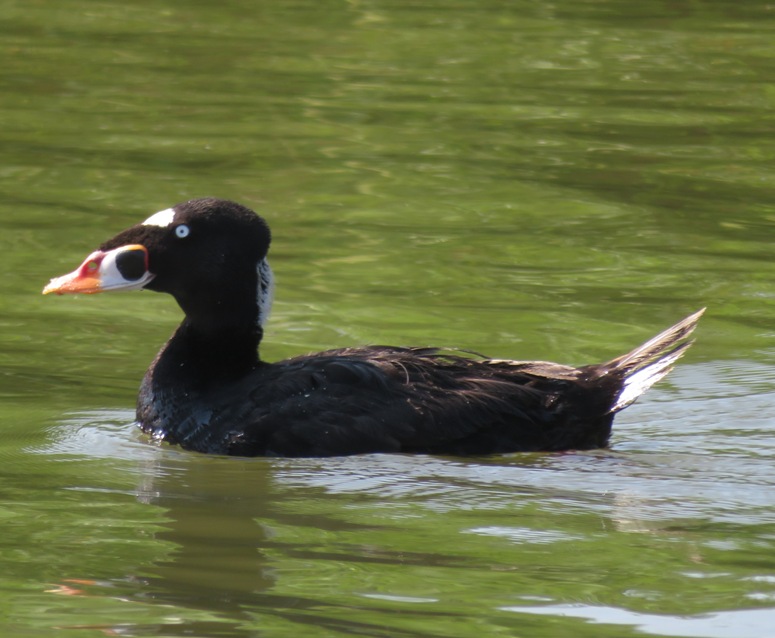 Surf Scoter on the water