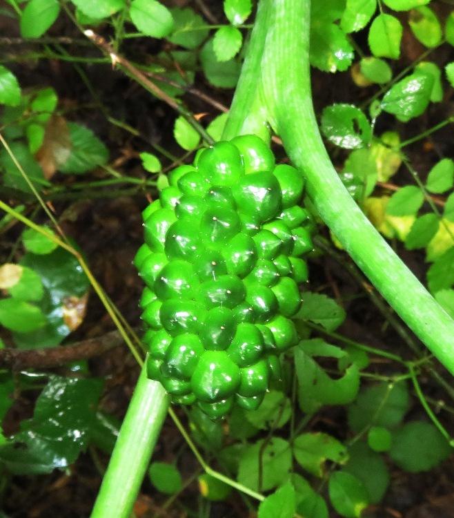 Unripe fruit of a Jack-in-the-pulpit
