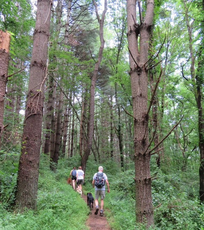 People and dogs walking on a trail