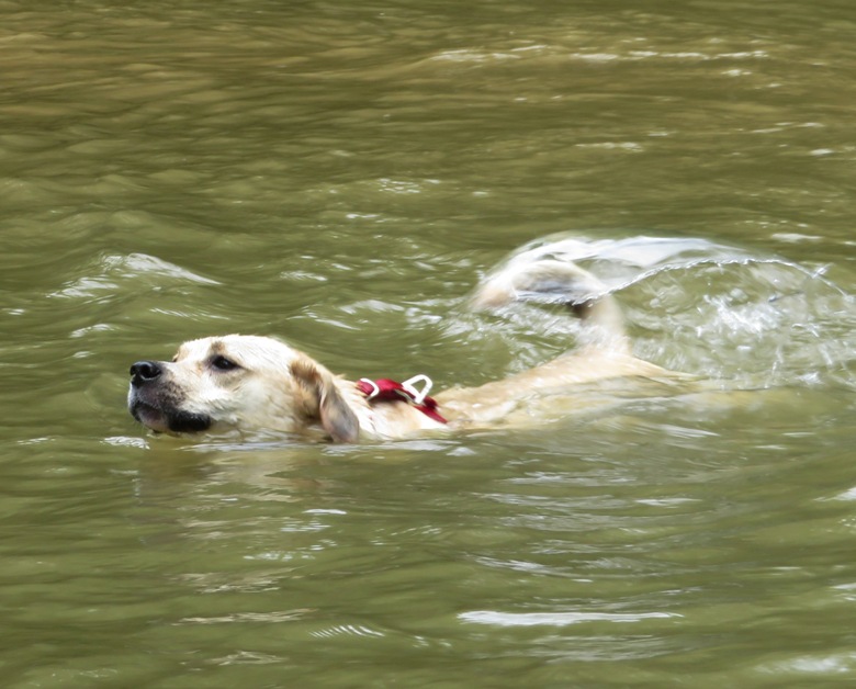 Daphne swimming