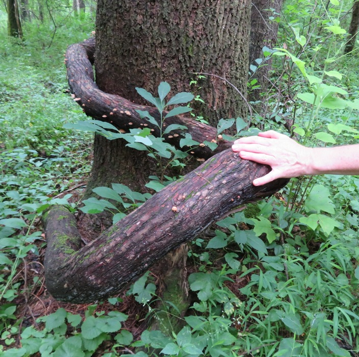 Hand on large grape vine wrapped around base of tree