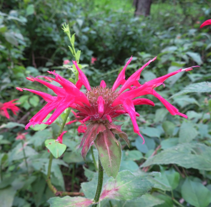 Red bee balm flower