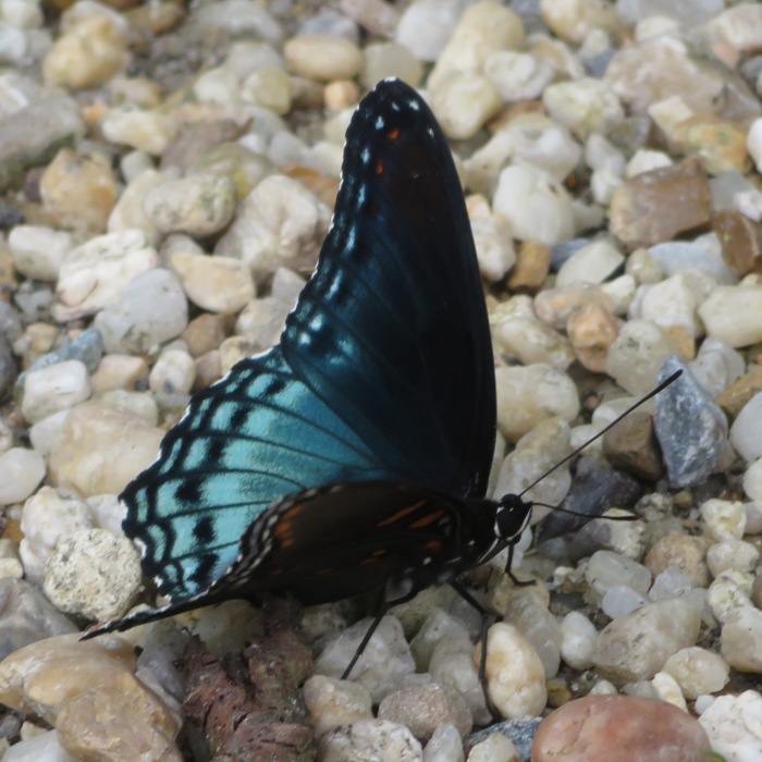 Red spotted purple butterfly