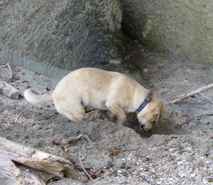 Daphne digging in the sand