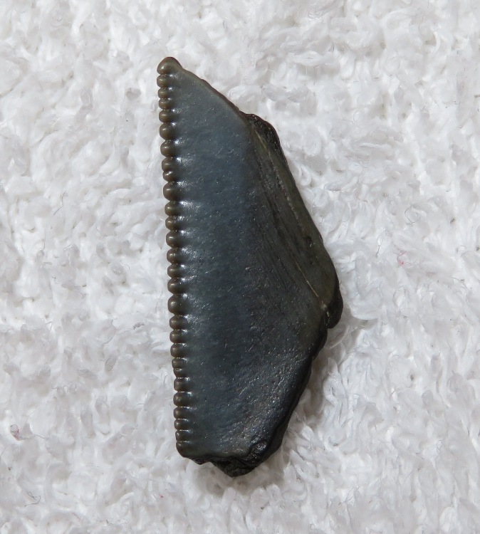 Side view of broken piece of a megalodon tooth
