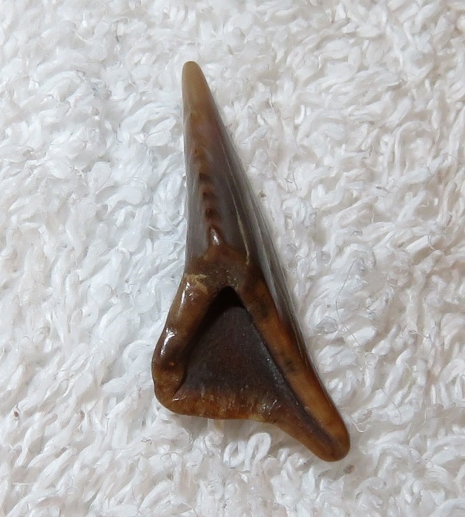 Shiny tip of stone crab claw