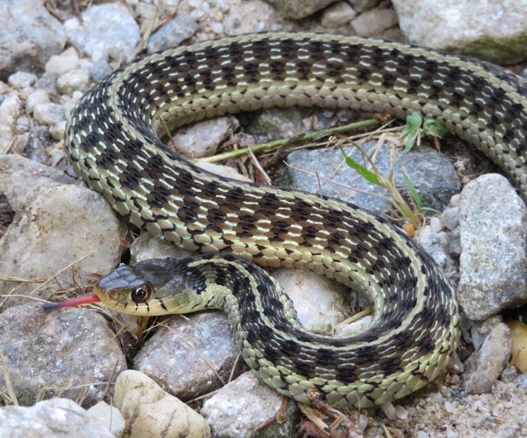 Garter snake sticking out its tongue