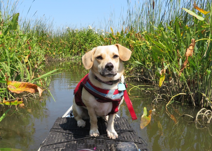 Daphne on SUP on Tyverne Creek surrounded by vegetation
