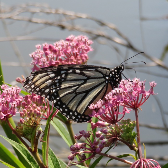 Pale monarch butterfly on a flower