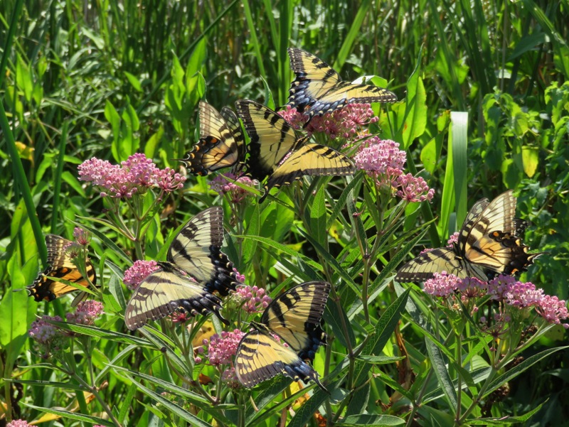 Several tiger swallowtail butterflies on flowers