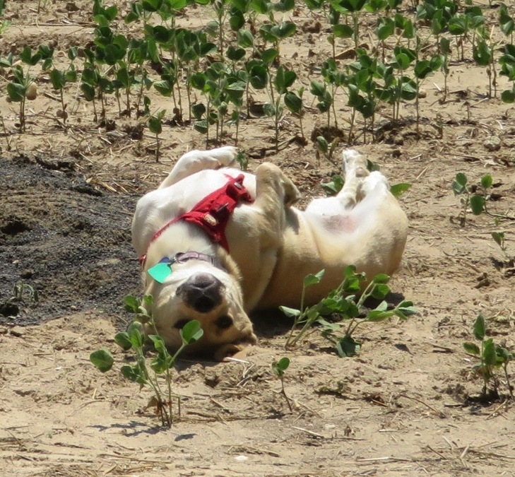 Daphne on her back, rolling in something