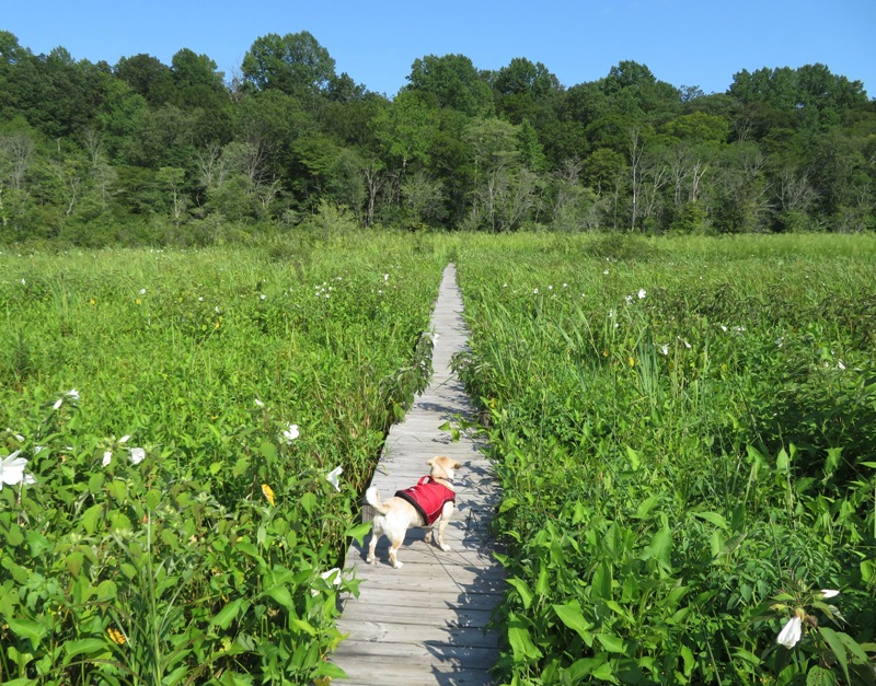 Daphne on the Chris Swarth Boardwalk
