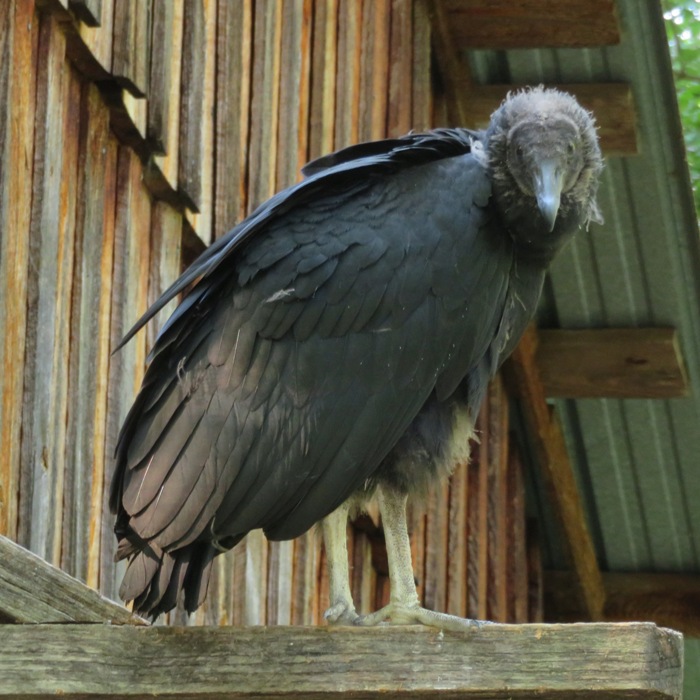 Black vulture at the Patuxent Rural Life Museum looking at me