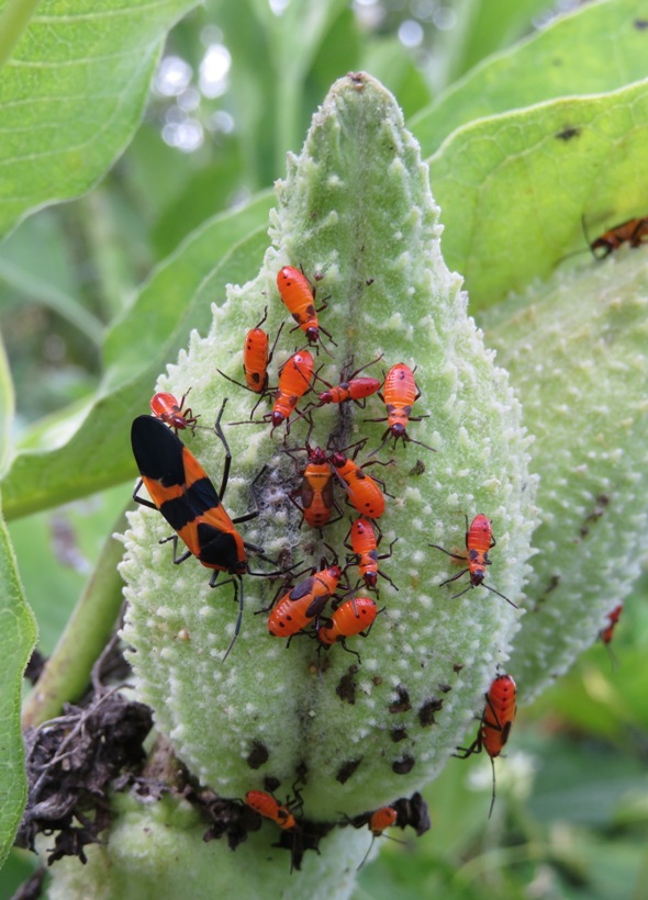 Large milkweed bugs on milkweed