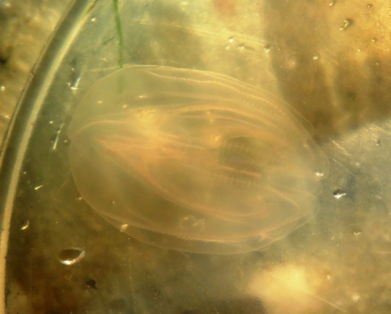 Comb jelly in plastic bowl