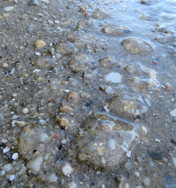 Several comb jellies on the shore