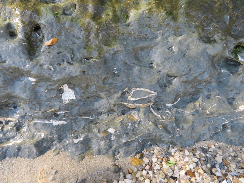 Shells embedded in cliff