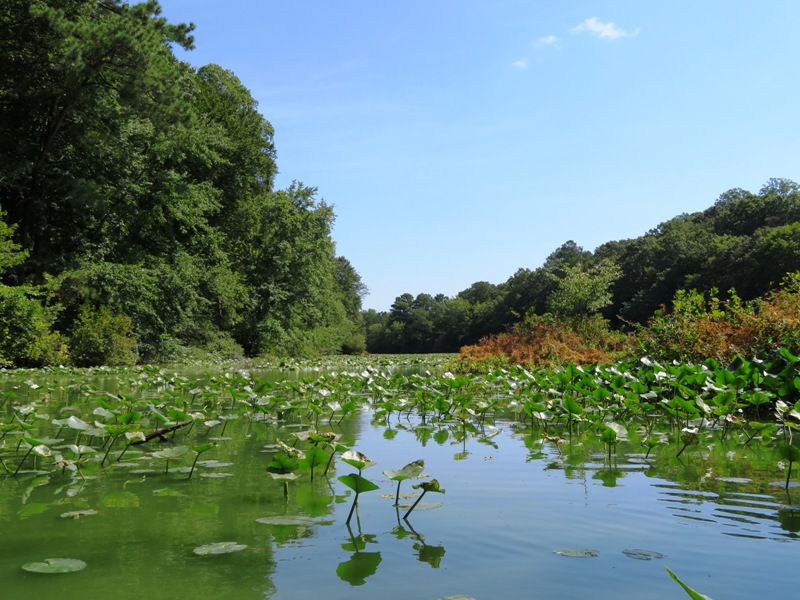 Spatterdock leaves on Coursey Pond