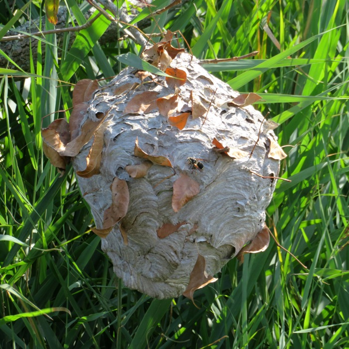 Wasp or hornet nest